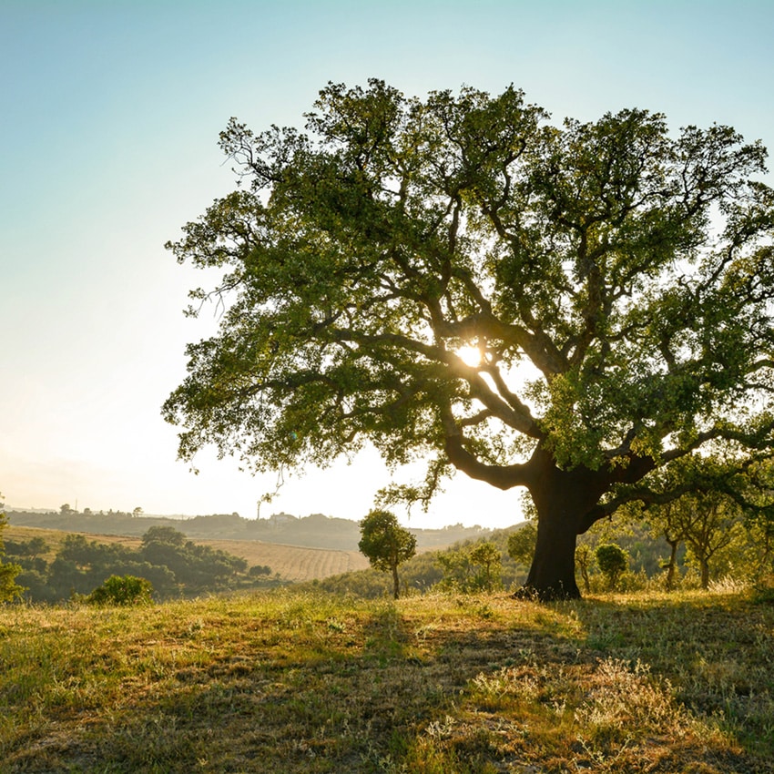 Korkernte in Portugal